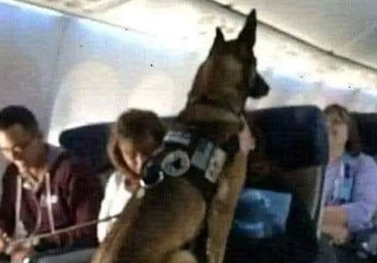 Cabo Kiddy, una heroína condecorada, recibe aplausos en su último vuelo tras servir 12 años en la Marina de los EE.UU.