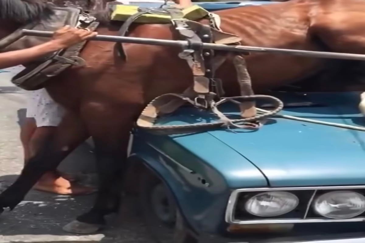 Insólito accidente en La Habana: auto Lada impacta a un carretón y el caballo termina sobre el capó