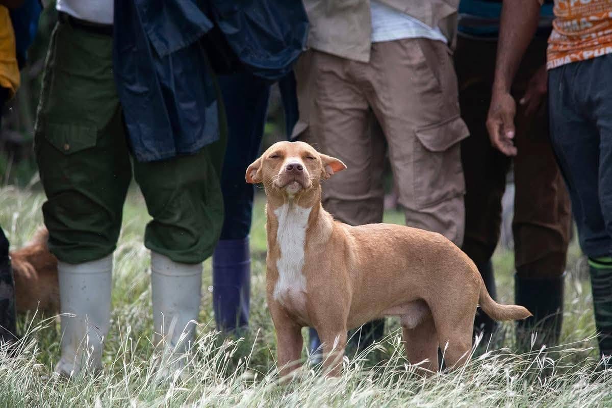 Abandonado en medio de la tragedia: un perro, símbolo del dolor silencioso tras el paso del huracán Melissa en Cuba