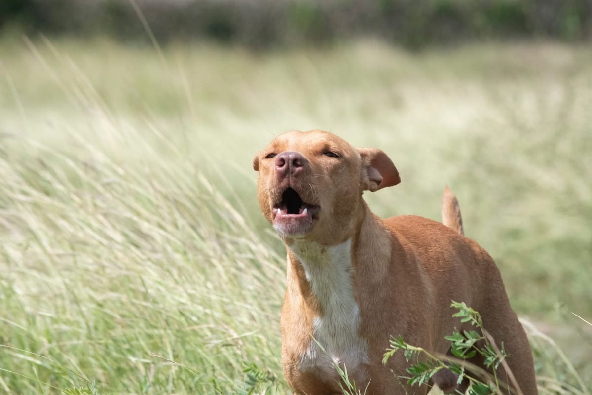 BUENAS NOTICIAS DESDE RÍO CAUTO: REAPARECE EL PERRITO ABANDONADO DURANTE EL RESCATE