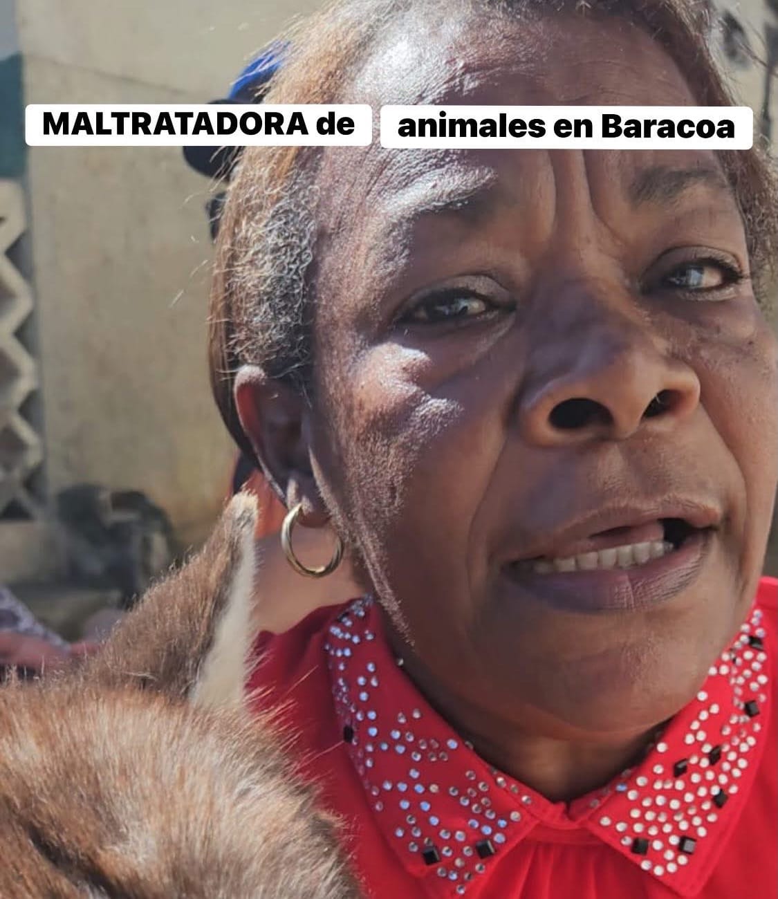 Husky rescatado en Baracoa expone graves negligencias y maltrato animal en la comunidad