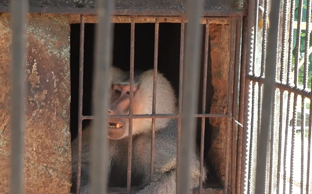 OPERATIVO NOCTURNO EN SANCTI SPÍRITUS TRAS LA FUGA DE UN BABUINO QUE MANTUVO EN ALERTA A TODO UN BARRIO