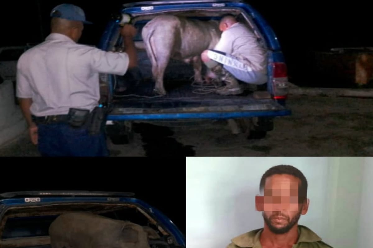 Recuperan una cerda robada en Niceto Pérez en medio del preocupante aumento de robos rurales