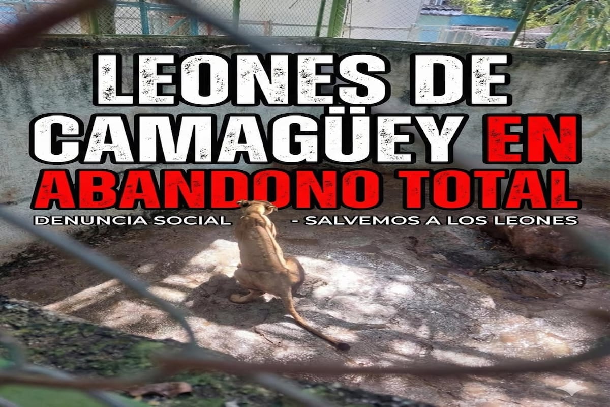 Denuncian grave deterioro en las condiciones de los leones del zoológico de Camagüey