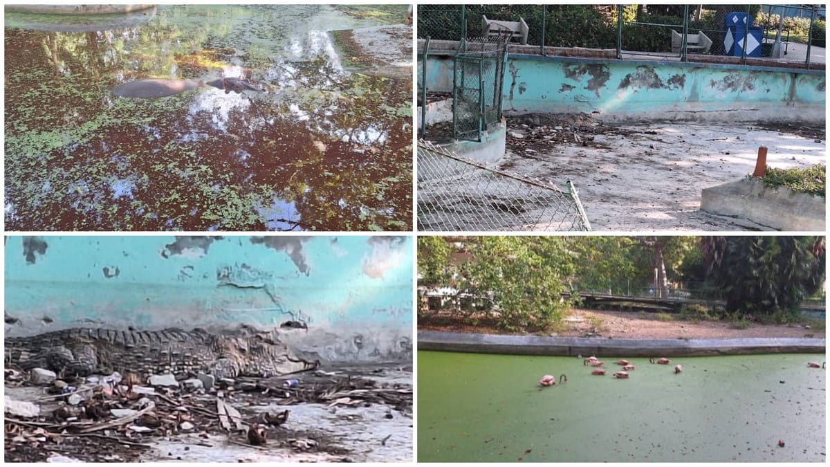 La Empresa Cubana de Zoológicos admite fallas y propone diálogo tras creciente indignación ciudadana
