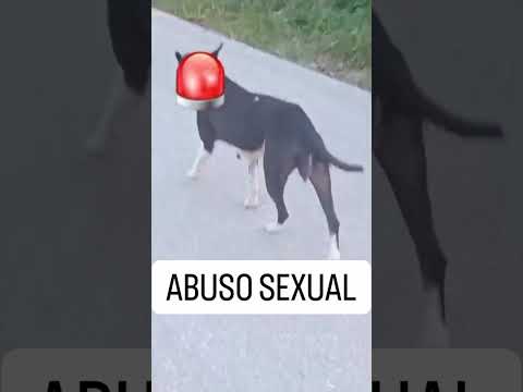 Bienestar Animal Cuba denuncia presunto caso de maltrato animal grave en Holguín y solicita intervención urgente