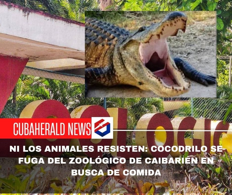 Ni los animales resisten: cocodrilo se fuga del zoológico de Caibarién en busca de comida