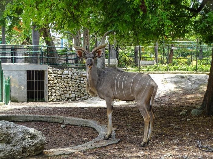 PETA responde a Bienestar Animal Cuba y eleva al plano internacional la denuncia sobre los zoológicos en la Isla