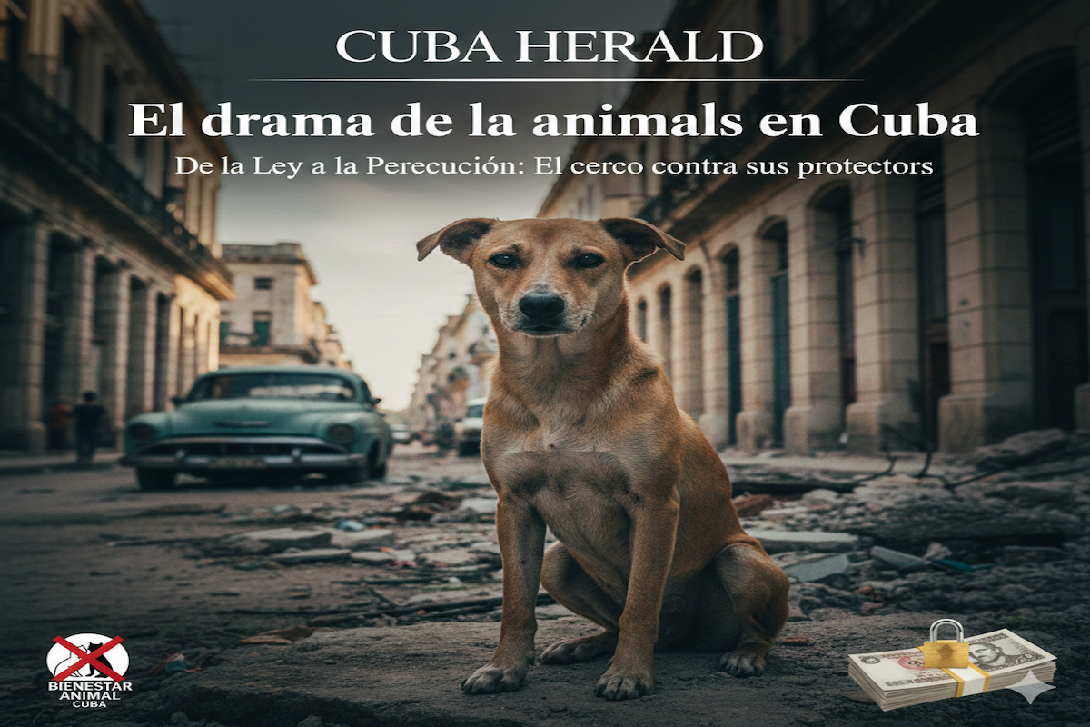 De la ley a la persecución: el drama del bienestar animal en Cuba y el cerco contra sus protectoresPor Redacción CubaHerald