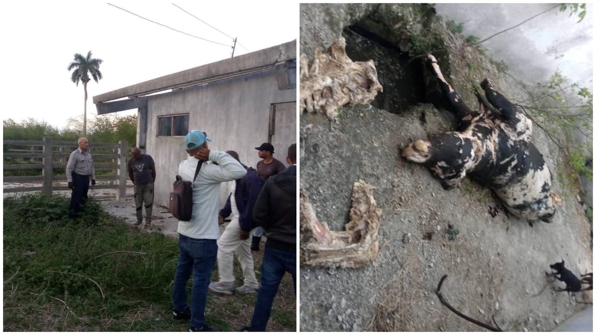 Detienen en Guanabacoa a administrador de vaquería por sacrificar dos reses en medio de la crisis alimentaria en Cuba