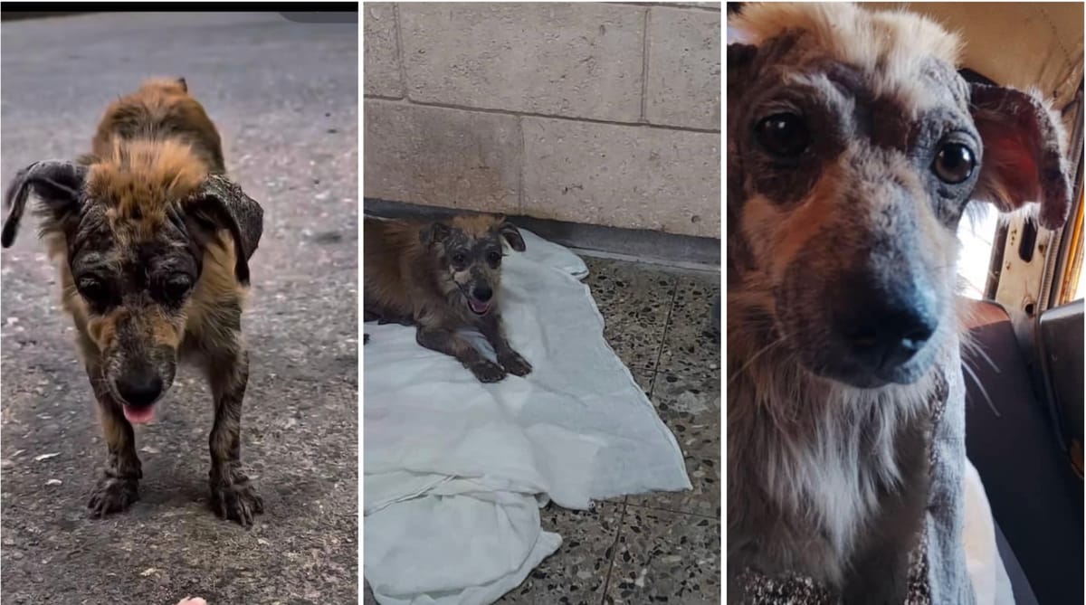 La historia de Zoe: un rescate en La Habana revela las duras condiciones de los animales callejeros en Cuba