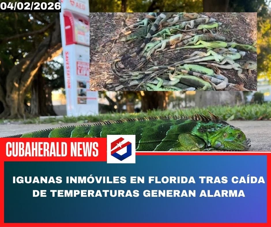 Iguanas inmóviles en Florida tras caída de temperaturas generan alarma, pero no representan un fenómeno mortal
