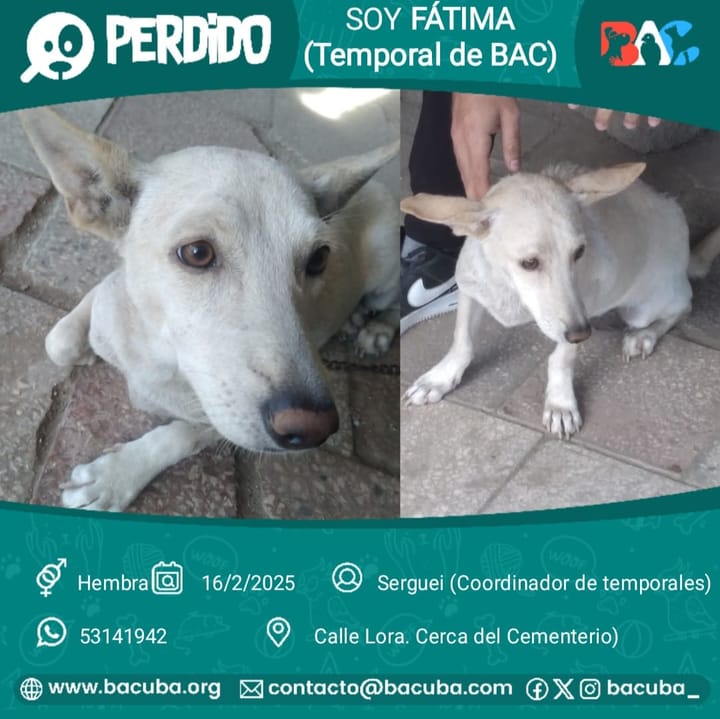 Perro blanco perdido, cartel de aviso