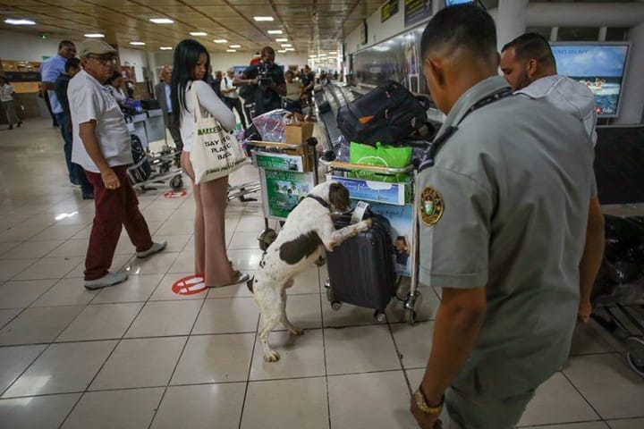 Perro inspeccionando equipaje en aeropuerto con seguridad