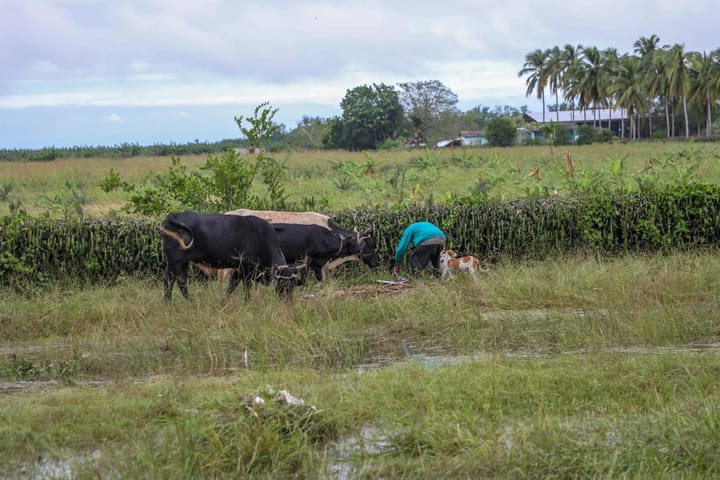 El huracán Melissa deja una huella devastadora también en la vida animal del oriente cubano