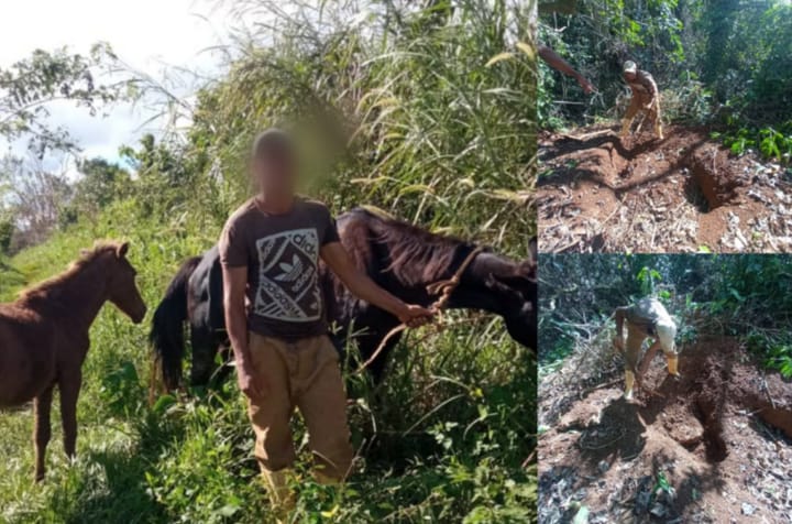 Campesinos frustran intento de sacrificio ilegal de dos equinos en La Clarita, municipio Yateras