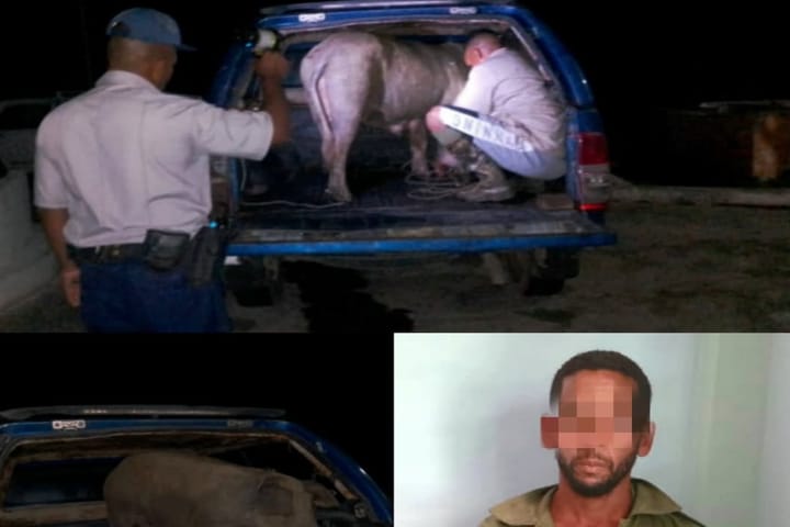 Recuperan una cerda robada en Niceto Pérez en medio del preocupante aumento de robos rurales