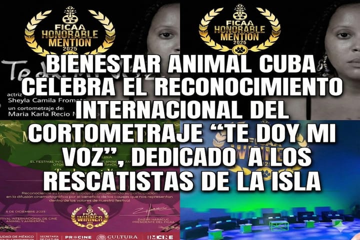 Cortometraje cubano “Te doy mi voz” recibe Mención Honorífica en el FICAA 2025 y reconoce la labor de los rescatistas de la Isla