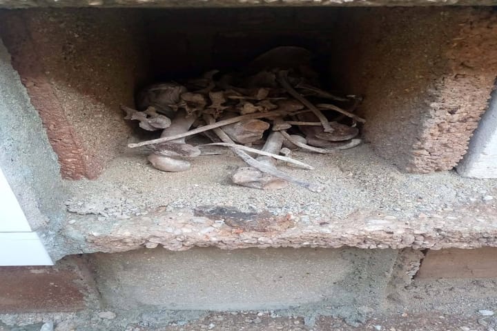 Camagüey: nichos abiertos y restos óseos expuestos en cementerio evidencian abandono y posible falta de control institucional