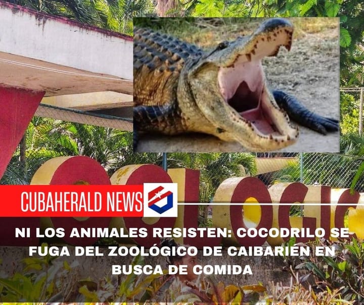 Ni los animales resisten: cocodrilo se fuga del zoológico de Caibarién en busca de comida