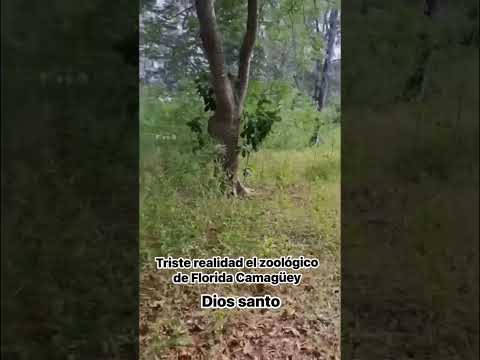 Denuncian abandono extremo en el zoológico de Florida, Camagüey