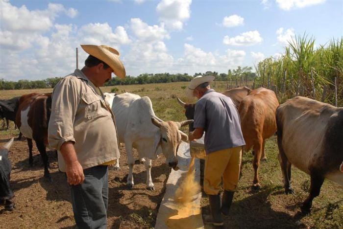 Agricultores alimentando ganado en campo abierto