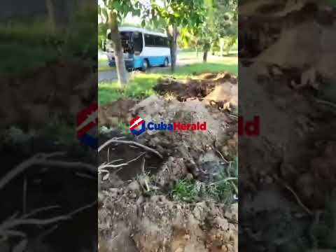 Video que muestra excavaciones masivas por posible aumento de fallecimientos por virus en Cuba